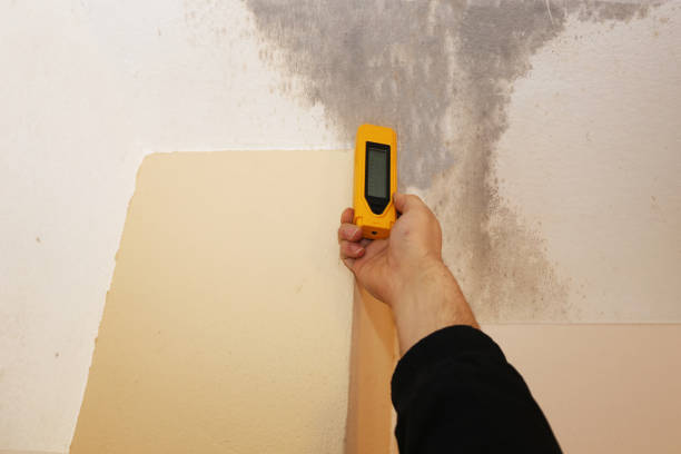 Best Emergency Mold Remediation  in USA